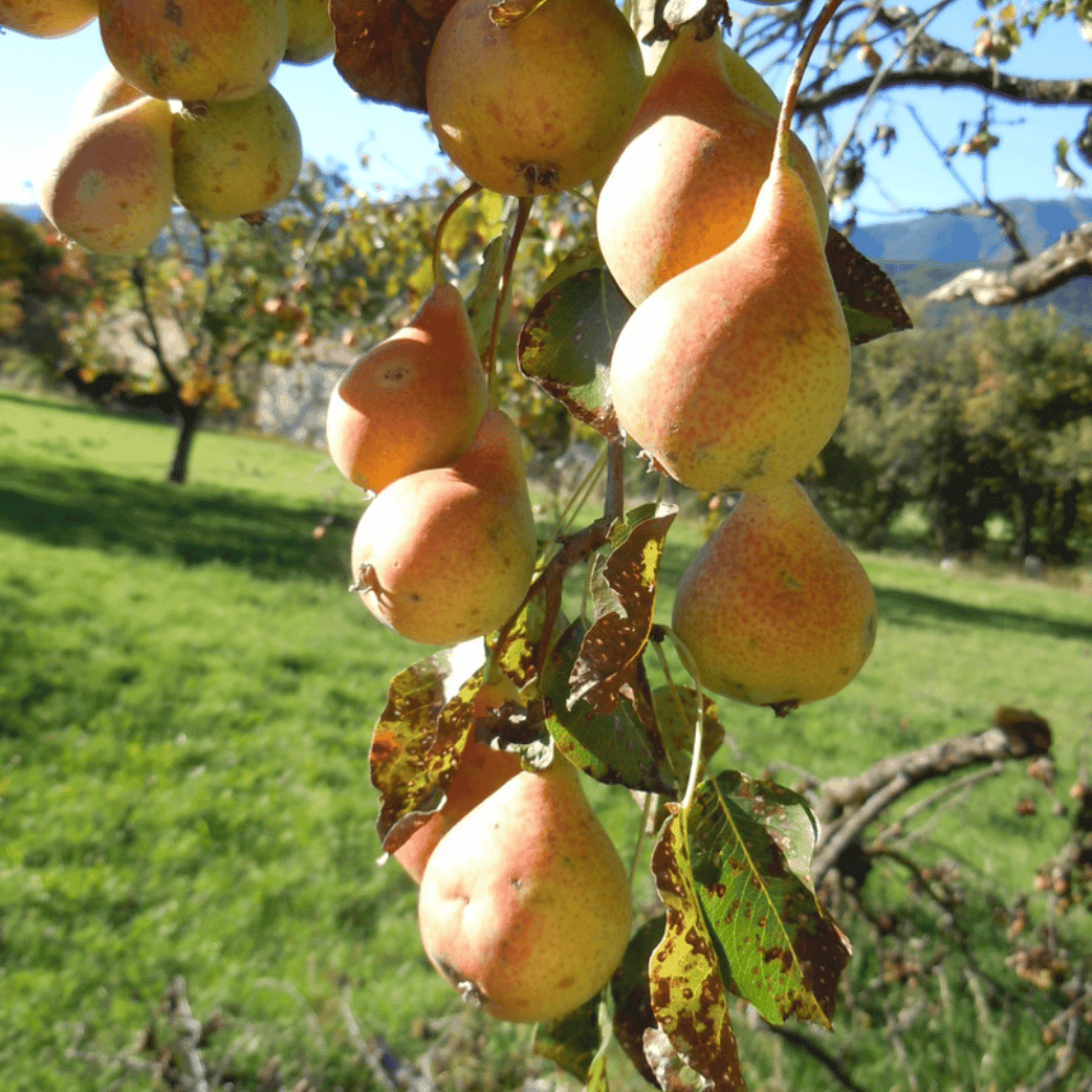 poirier-sarteau-dautomne-2