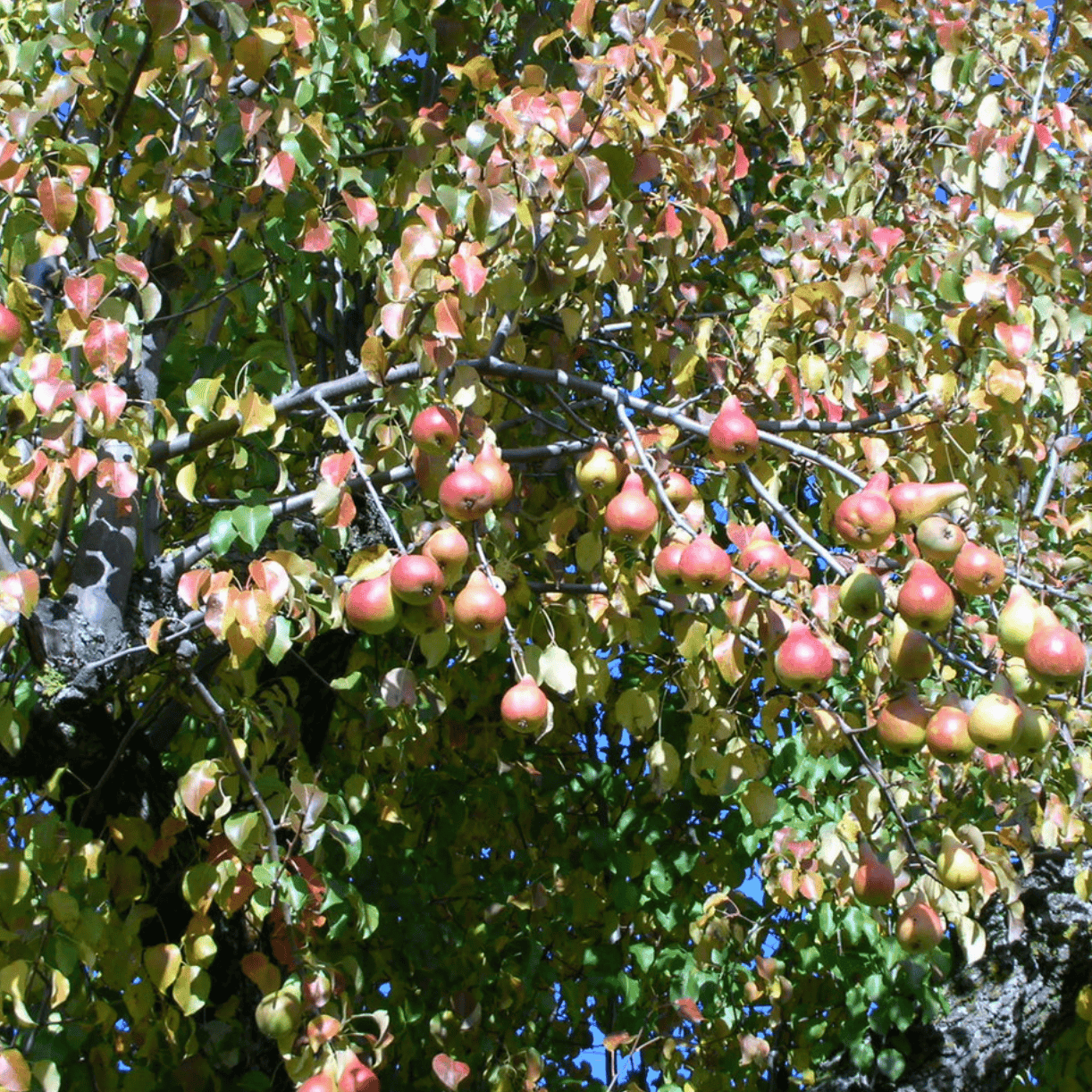 poirier-sarteau-rouge