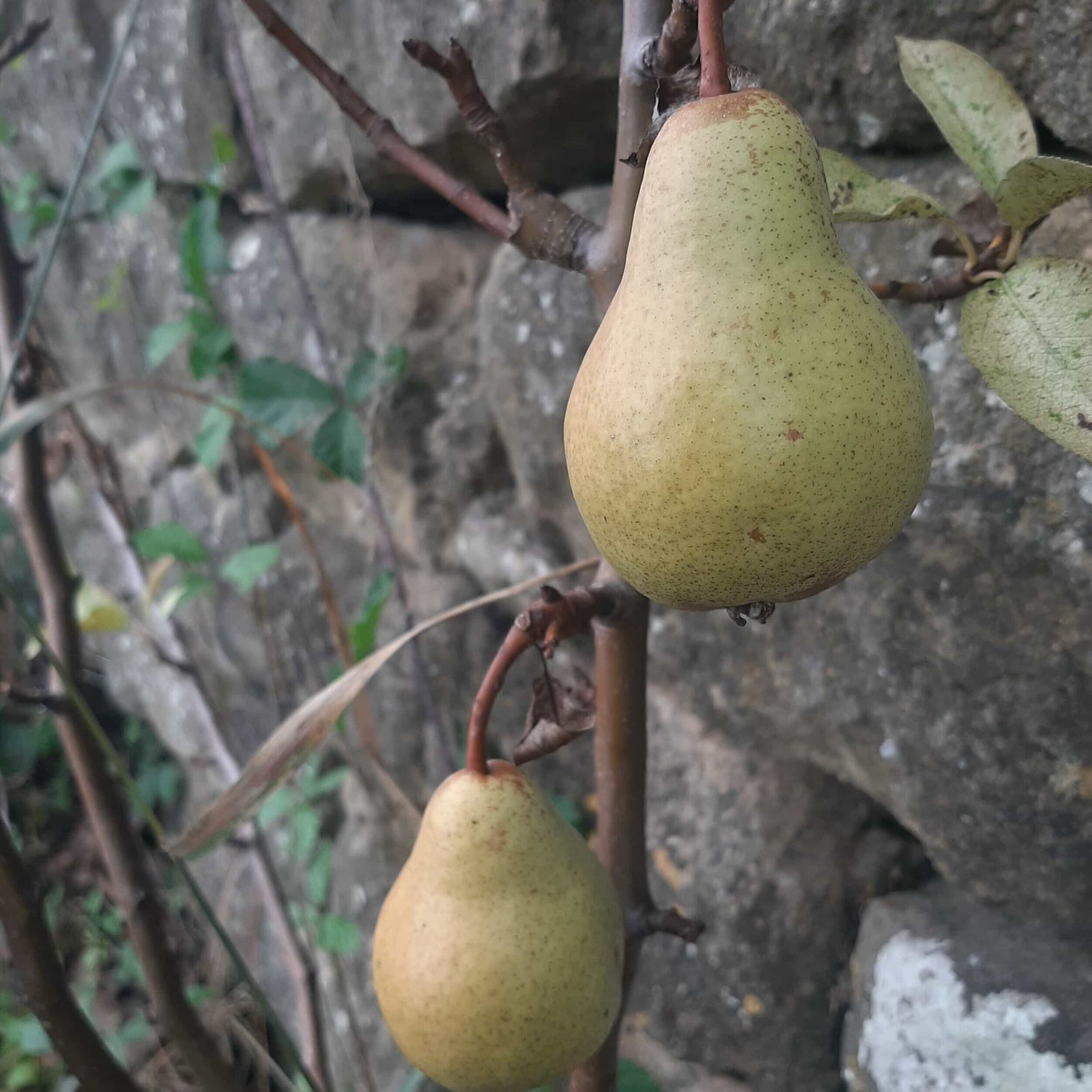 poirier-william-bon-chretien-2