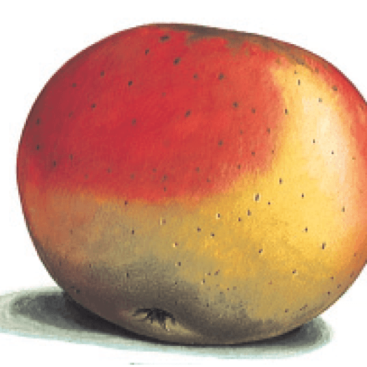 pommier-mouillerou