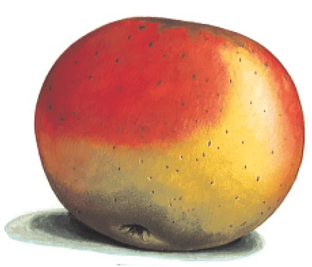 pommier-mouillerou
