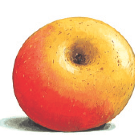 pommier-rose-superieure