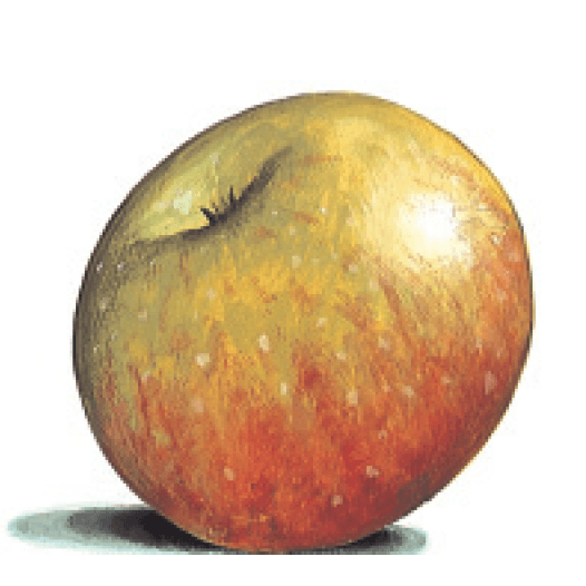 pommier-rouge-de-borne