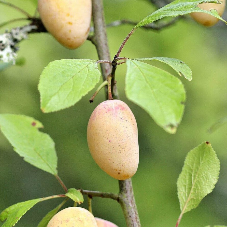 quetsche-blanche-de-letricourt