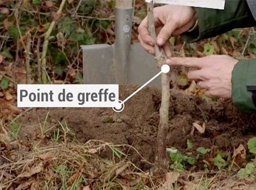 pepiniere-des-lattes-plantation-5