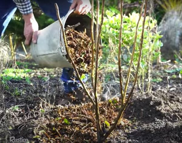 pepiniere-des-lattes-plantation-7