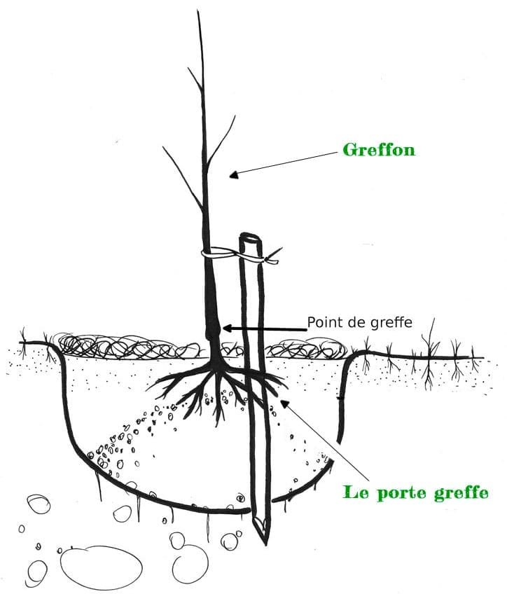 pepiniere-des-lattes-schema-porte-greffe