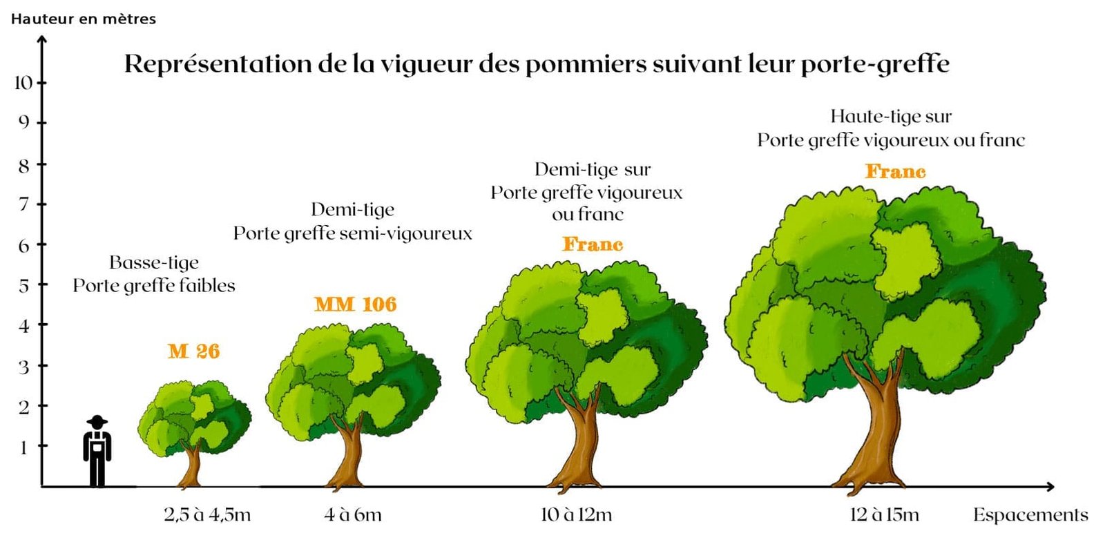 vigueur-arbres-porte-greffe-pommier-pepiniere-lattes