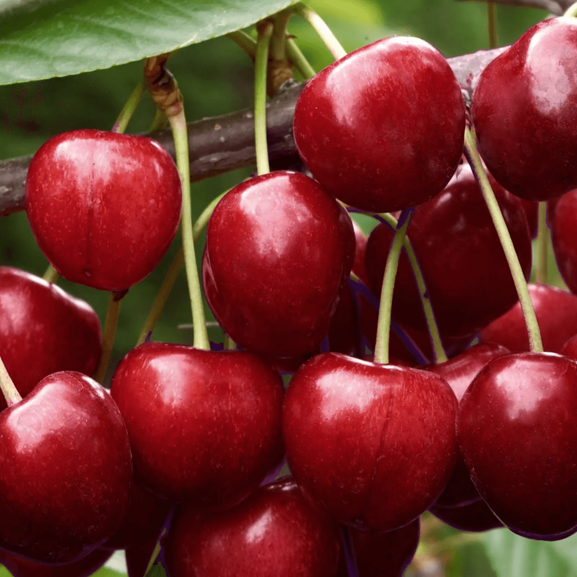 cerisier-early-rivers