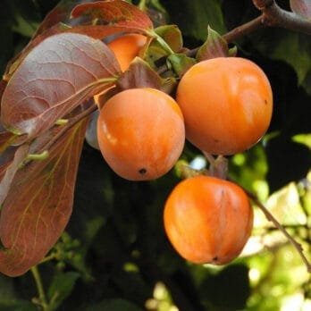kaki-muscat-de-provence