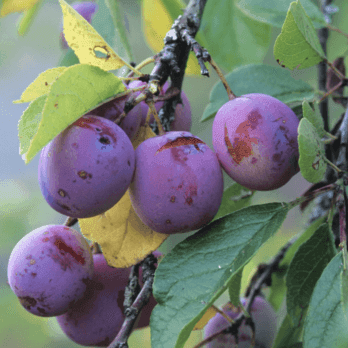 prunier-reine-claude-violette