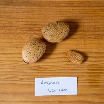 amandier-lauranne