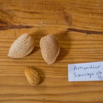 amandier-sauvage-du-banon-copie
