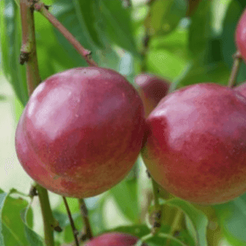 nectarine-felligni