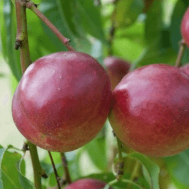 nectarine-felligni