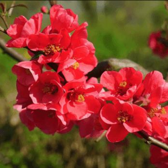 cognassier-du-japon-fleur