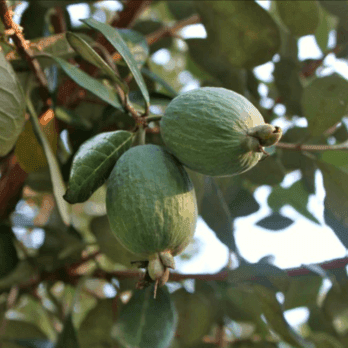feijoa-semis