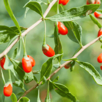 gojis