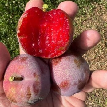 pluot-flavor-supreme