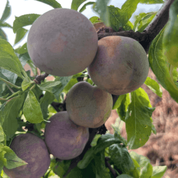 pluot-flavor-supreme